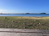 Okahu Bay Beach: toeschouwers bij het eten....