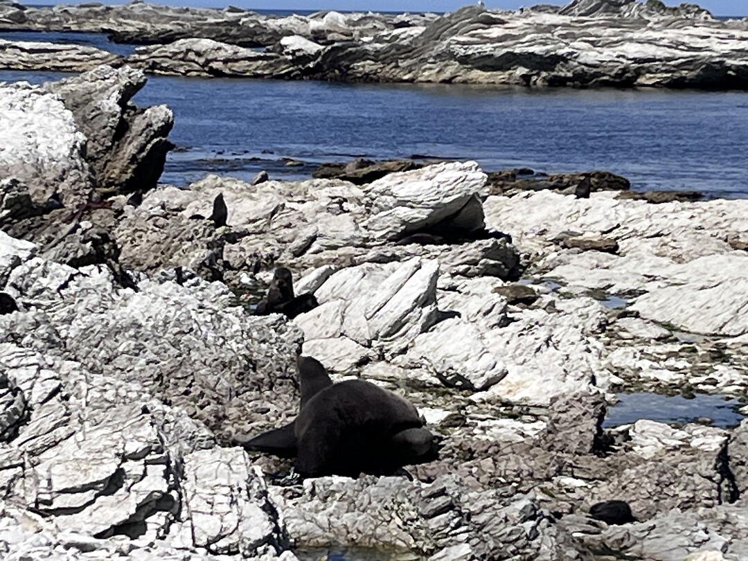 Zeehonden