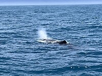 Sperm whale!