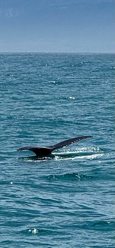 En weg is -ie🐳
