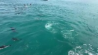 Dolphins Kaikoura