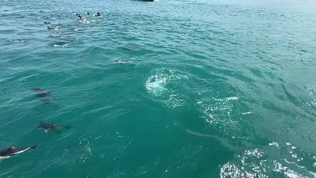Dolphins Kaikoura
