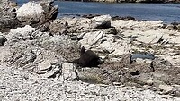 Zeehonden Kaikoura