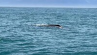 Sperm Whale