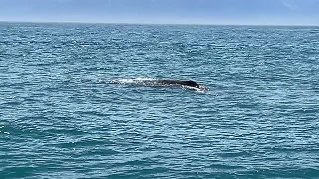 Sperm Whale