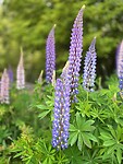 Lupine