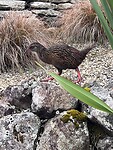 De weka, een inheemse vogel