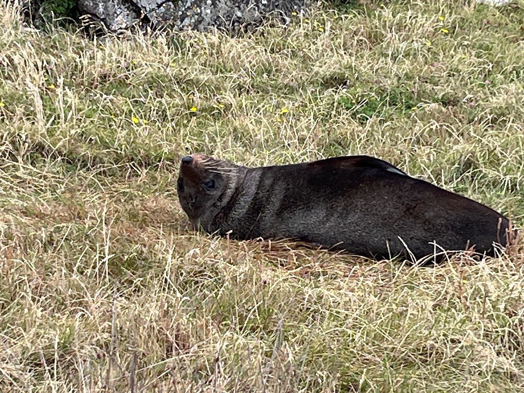 Dikke vette luierende zeehonden...