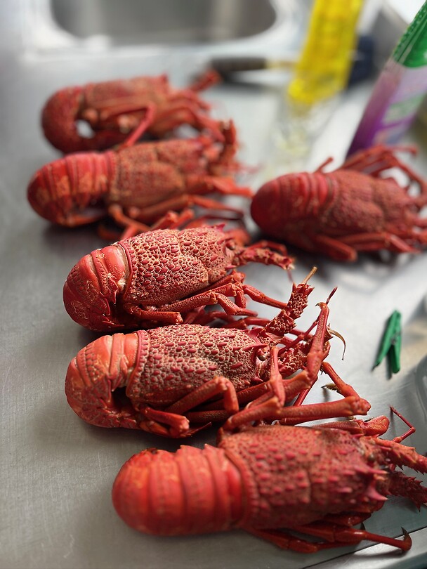 New Zealand crayfish....eigen vangst 🤤🤤