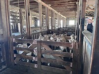 Wool shed Tora Station