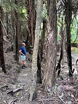 Walkpath to the Pinnacles