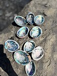 Paua schelpen