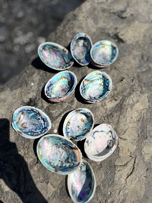 Paua schelpen