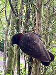 De kākā…Pūkaha National Wildlife Centre