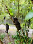 Kākā’s…