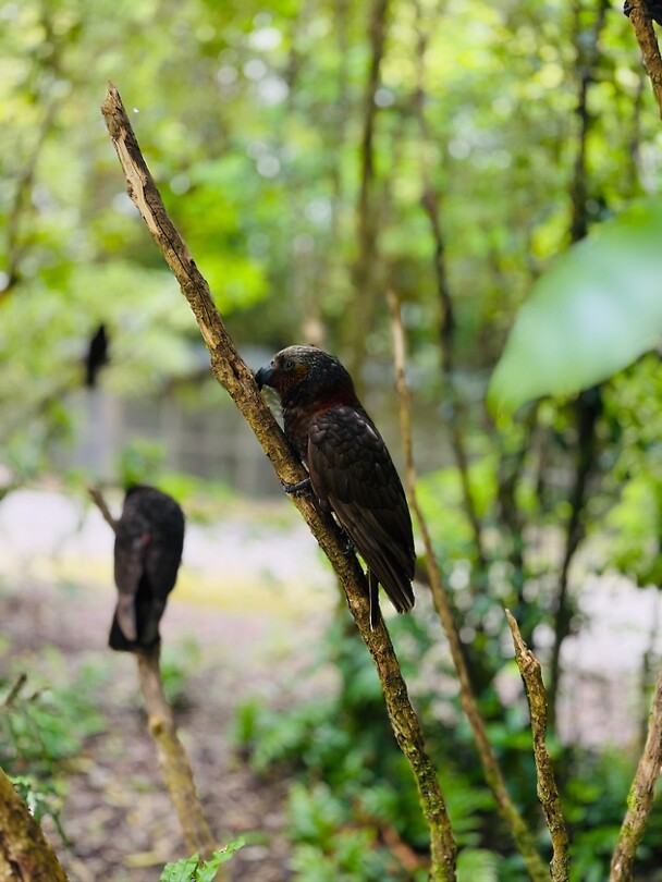 Kākā’s…