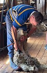 Schaapje, schaapje, heb je witte wol?