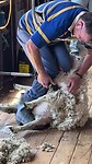Sheep shearing