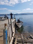 Woody Point kreeft