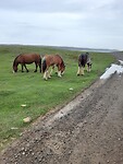 Bonavista Irish cobs