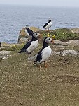 Puffins