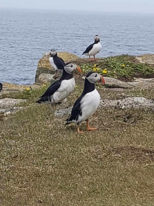 Puffins