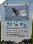Infobord walvis