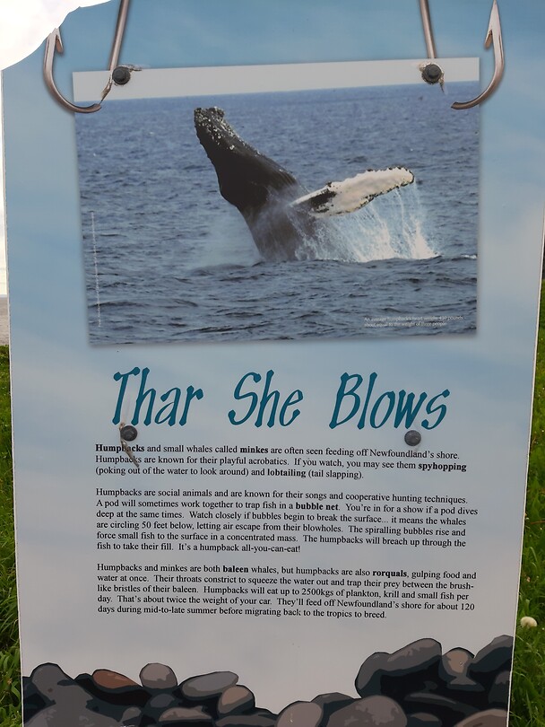 Infobord walvis
