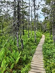 Plankier Gros Morne