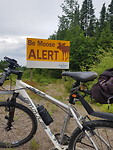 220718 Moose alert