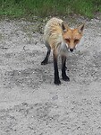 Vos naast de bus (bushcamp 389)
