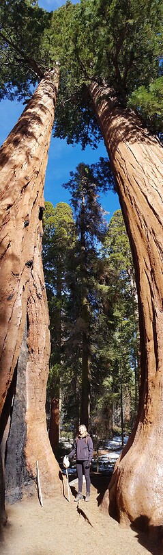 Sequoia boom met