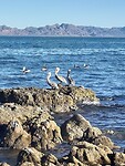 Pelikanen Golfo kust
