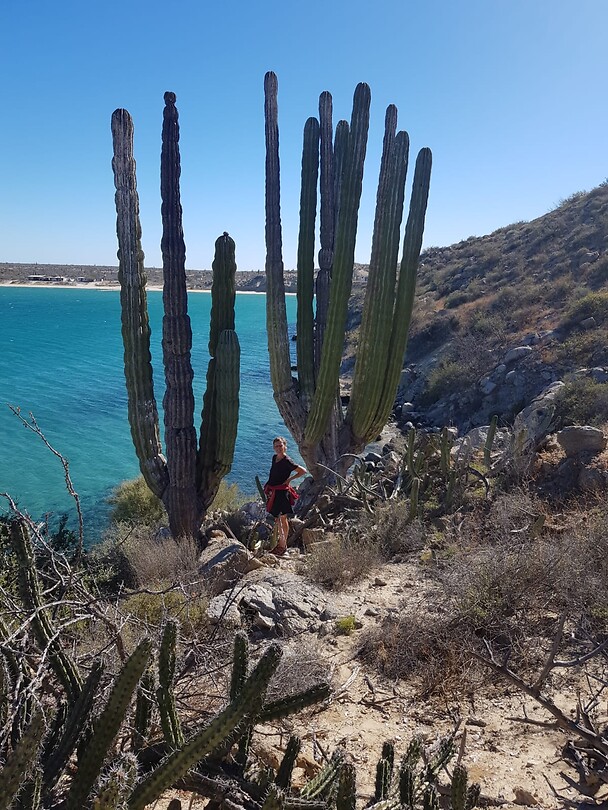 Cactussen