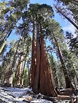 Sequoia's