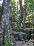 Ruïnes in Palenque