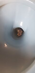 Bezoeker op wc