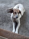 Zwerfhond onder de brug