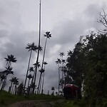 Wax palmen in Valle de Cocora