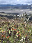 Cotopaxi NP