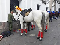 Paarden voor de parade