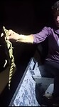 Krokodil (-letje) te water gelaten