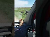 Koeien en paarden zijn lekker aan het badderen.