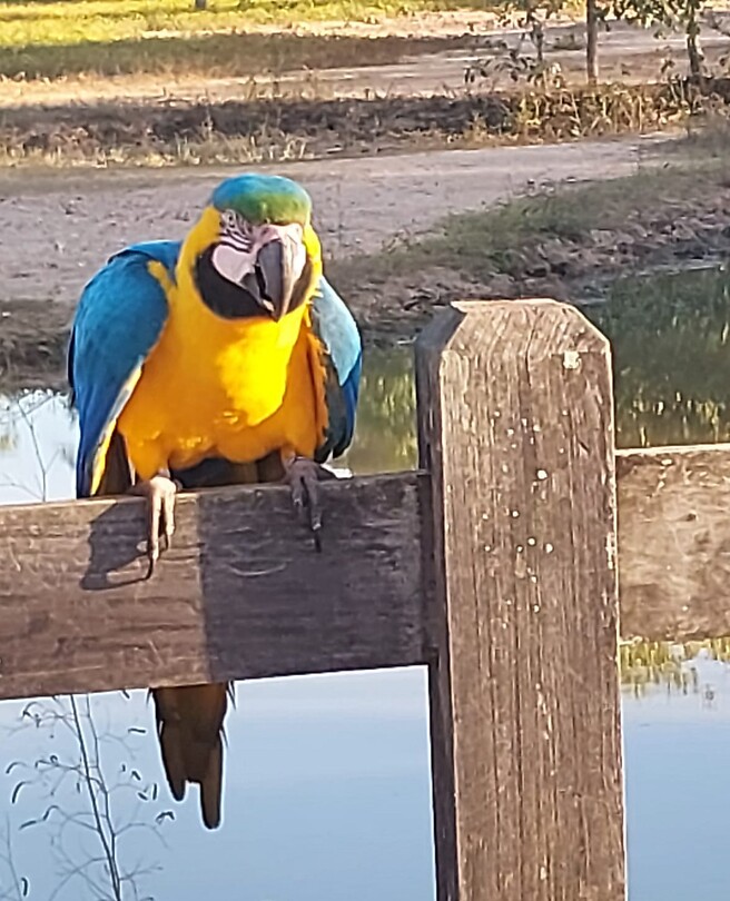 Papegaai