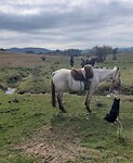 Paard en hond zijn onmisbaar