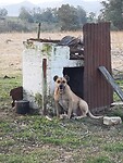 Typisch Uruguayaanse hond