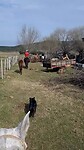 Gaucho y gaucha
