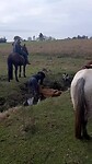 Koe in de plomp.