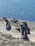 Pinguïns