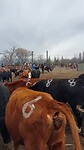 Kunsten van de Gaucho's: koeien isoleren.